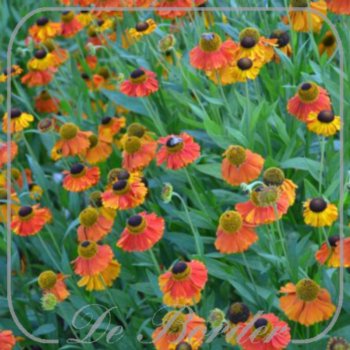 Helenium ‘Luc’ – Kwekerij De Border