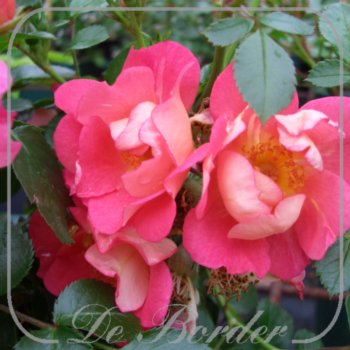 Rosa ‘Coco’ – Kwekerij De Border