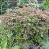 Abelia 'Edward Goucher'