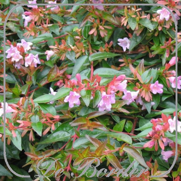 Abelia 'Edward Goucher'