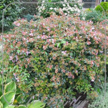 Abelia 'Edward Goucher'