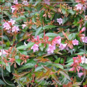 Abelia 'Edward Goucher'