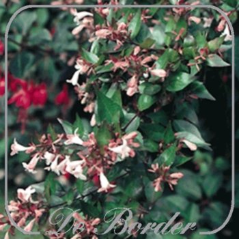 abelia-grandiflora-086 Abelia grandiflora