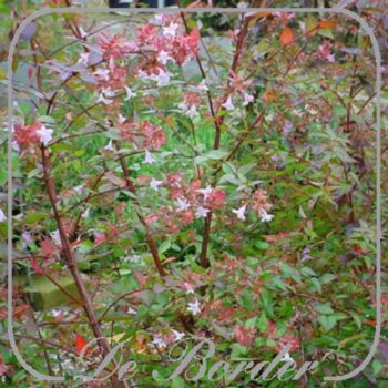 abelia-grandiflora-102 Abelia grandiflora