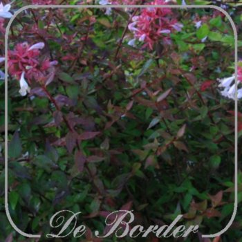 abelia-grandiflora-173 Abelia grandiflora