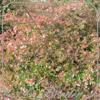 abelia-grandiflora-216 Abelia grandiflora