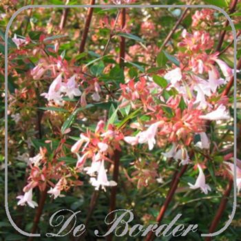 abelia-grandiflora-538 Abelia grandiflora