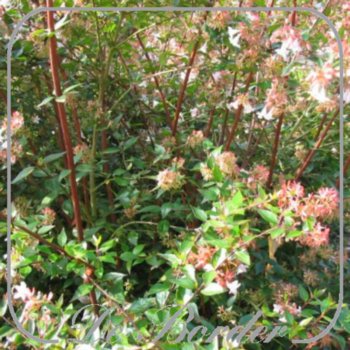 abelia-grandiflora-824 Abelia grandiflora