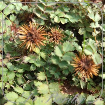 acaena-microphylla-dichte-matte-015 Acaena microphylla 'Dichte Matte'