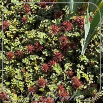 Acaena microphylla 'Dichte Matte'