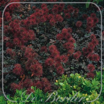 Acaena microphylla 'Kupferteppich'