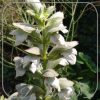 Acanthus mollis 'Jef Albus' --