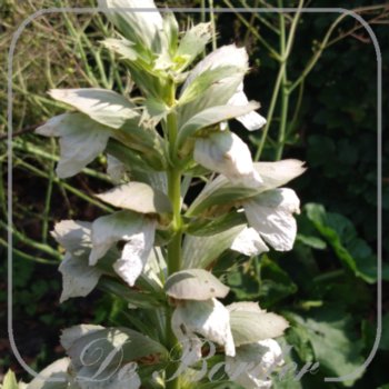 Acanthus mollis 'Jef Albus' --