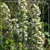 Acanthus mollis 'Jef Albus' --