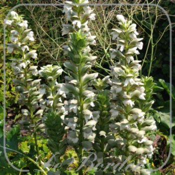 Acanthus mollis 'Jef Albus' --