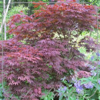 Acer palmatum 'Atropurpureum'