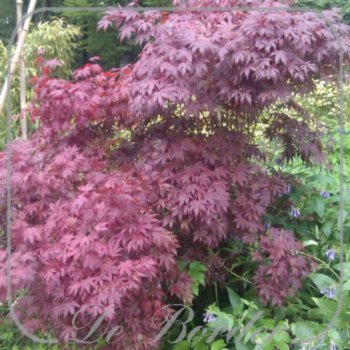 Acer palmatum 'Atropurpureum'