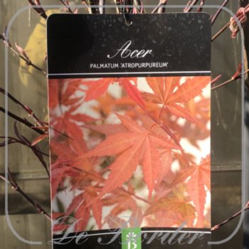 acer-palmatum-atropurpureum-952 Acer palmatum 'Atropurpureum'