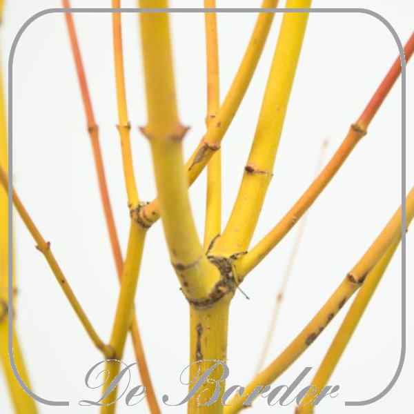 Acer palmatum 'Bi-hoo'