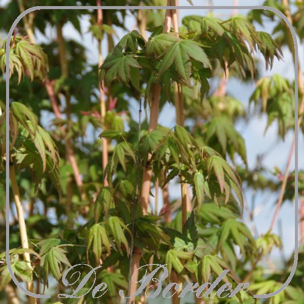 acer-palmatum-bi-hoo-549 Acer palmatum 'Bi-hoo'