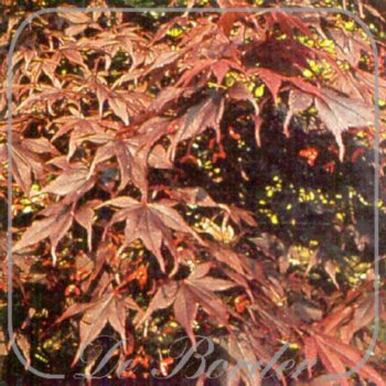 Acer palmatum 'Bloodgood'