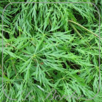acer-palmatum-dissectum-956 Acer palmatum 'Dissectum'