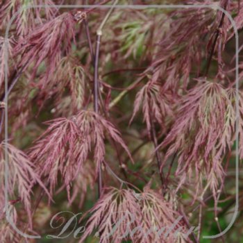 Acer palmatum 'Garnet'
