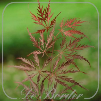 Acer palmatum 'Garnet'