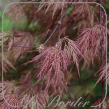 Acer palmatum 'Garnet'
