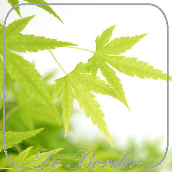 Acer palmatum 'Going Green'