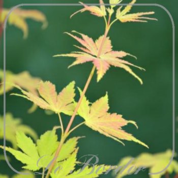 Acer palmatum 'Orange Dream'