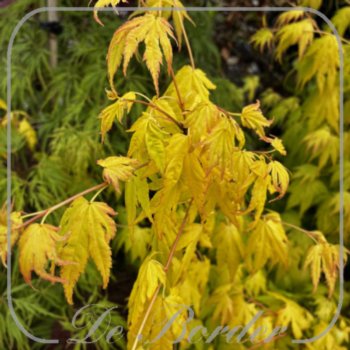 Acer palmatum 'Orange Dream'