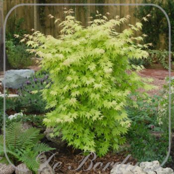 Acer palmatum 'Orange Dream'