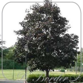 Acer platanoides 'Crimson King'