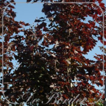 Acer platanoides 'Crimson King'