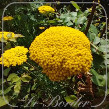 Achillea filipendulina 'Parker's Variety'