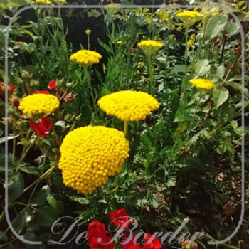 Achillea filipendulina 'Parker's Variety'