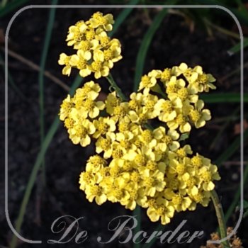 achillea-helios-373 Achillea 'Helios'
