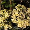 Achillea millefolium 'Hoffnung'