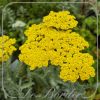 Achillea 'Moonshine'
