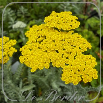 Achillea 'Moonshine'