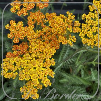 achillea-terracotta-391 Achillea 'Terracotta'