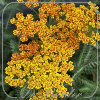 Achillea 'Terracotta'