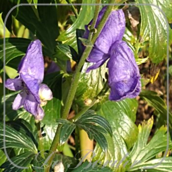 Aconitum carmichaelii 'Arendsii'