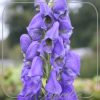 Aconitum carmichaelii 'Arendsii'