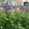 Aconitum carmichaelii 'Arendsii'