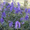 Aconitum carmichaelii 'Arendsii'