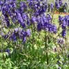 Aconitum carmichaelii 'Arendsii'
