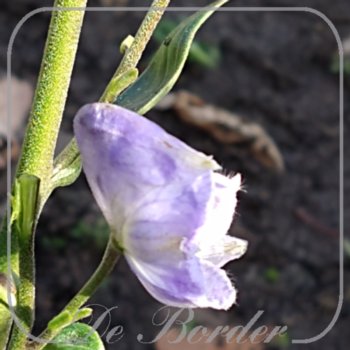 Aconitum incisofidum