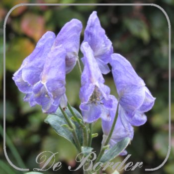 Aconitum incisofidum